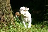 BULLDOG ANGLAIS 222